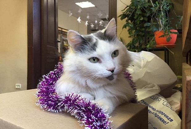 наш пуш-амур высматривает новогодние каникулы, которые начнутся у нашей студии с 29.12.2021 и продлятся по 10.01.2022.