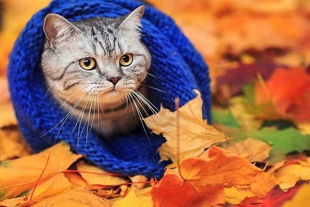 топ пять промо-подарков осени